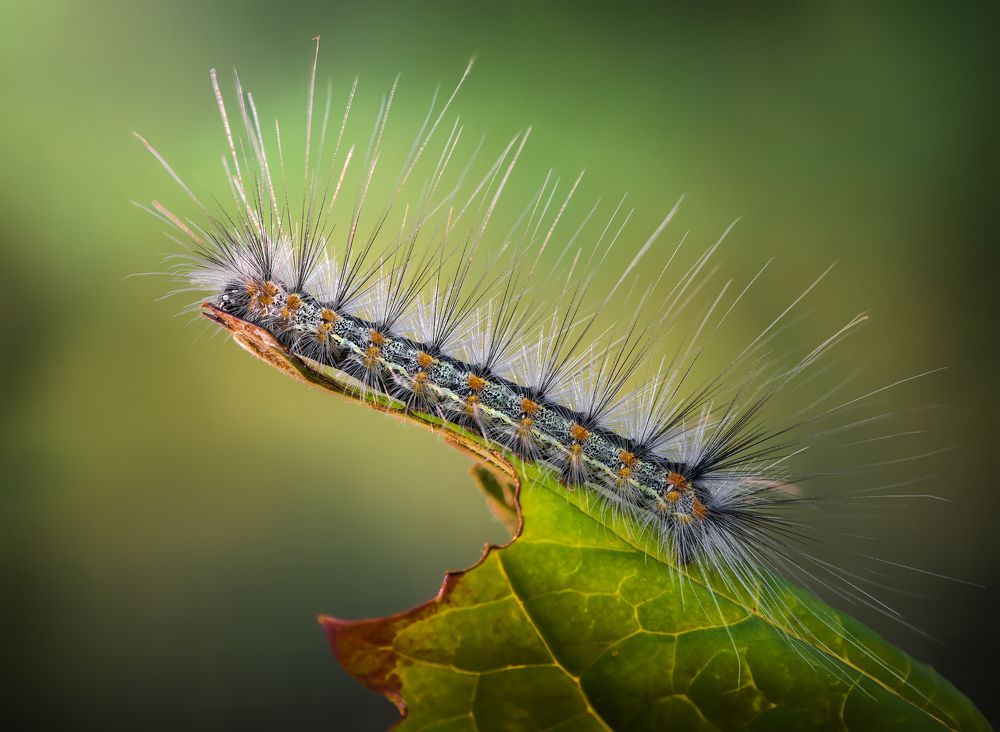 Photograph by Atul Saluja