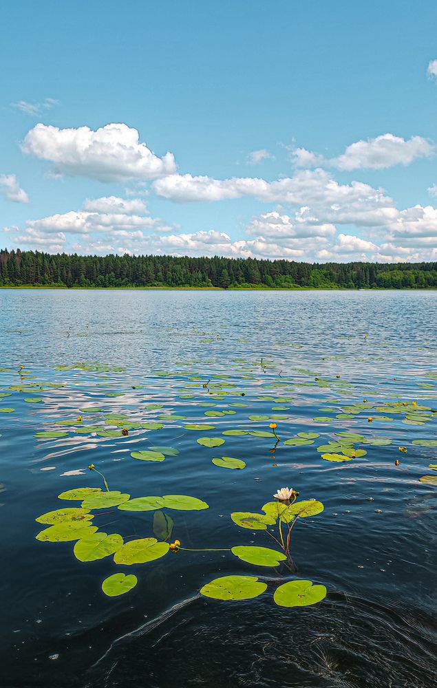 Фотография автора Наталья Алехина