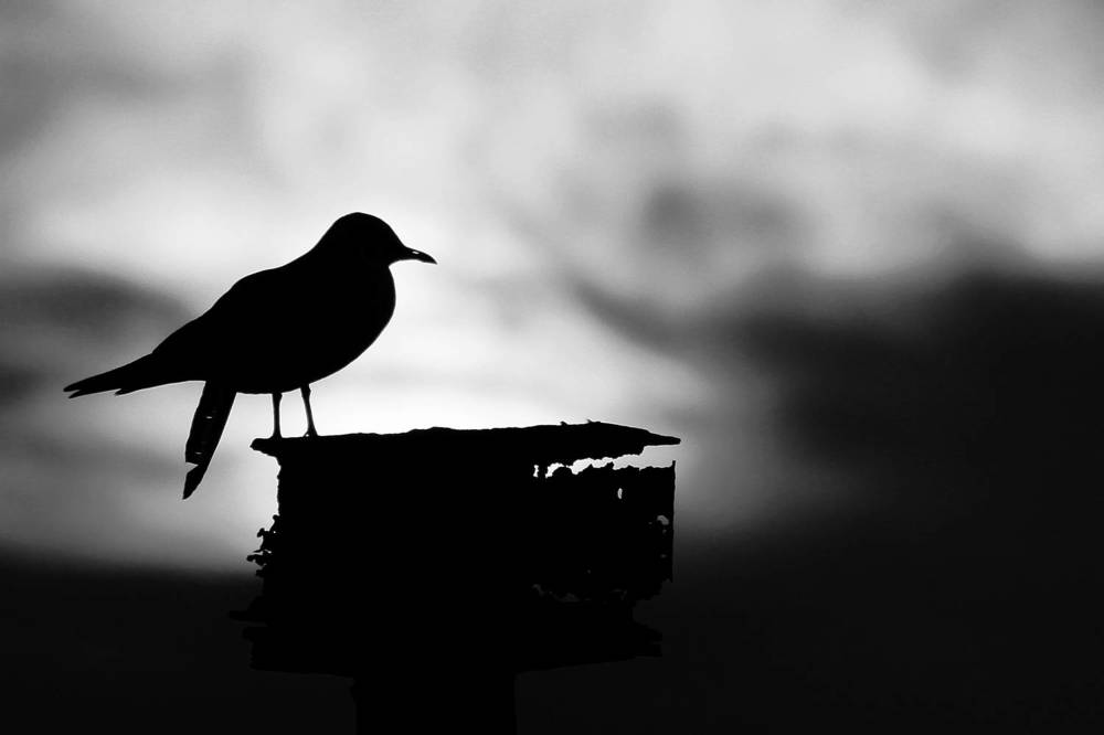 Photograph by hasan sorena jouri