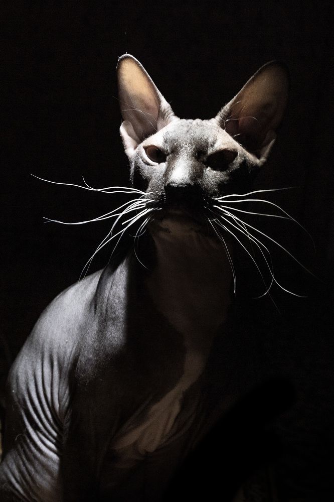 Фотография автора Denis Kotrenko