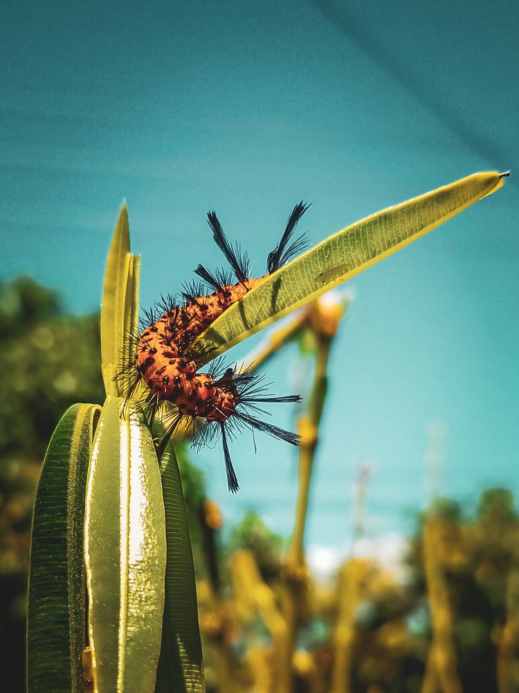 Photograph by Mauricio Santiago Boulogne