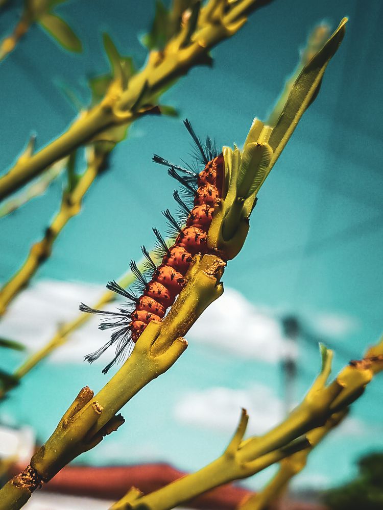 Photograph by Mauricio Santiago Boulogne