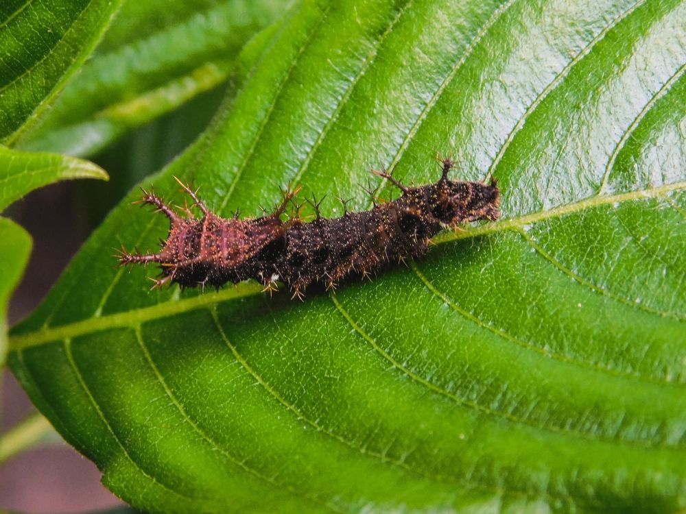 Photograph by Mauricio Santiago Boulogne