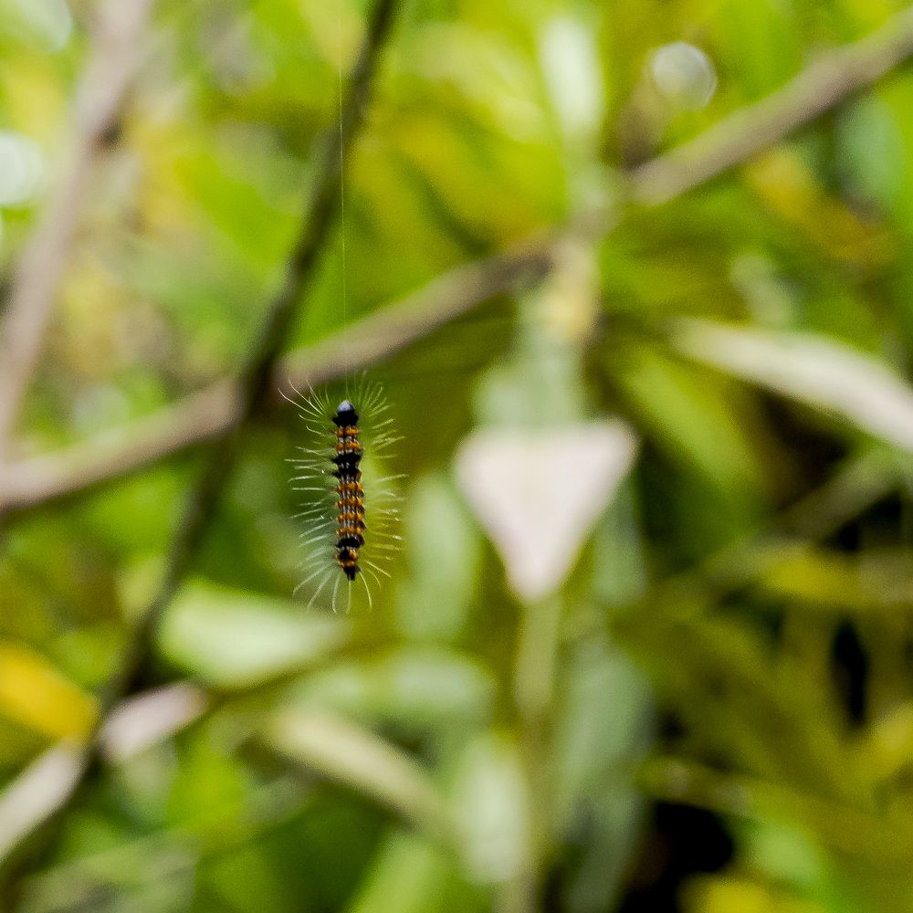 Photograph by Armando López-Guerrero