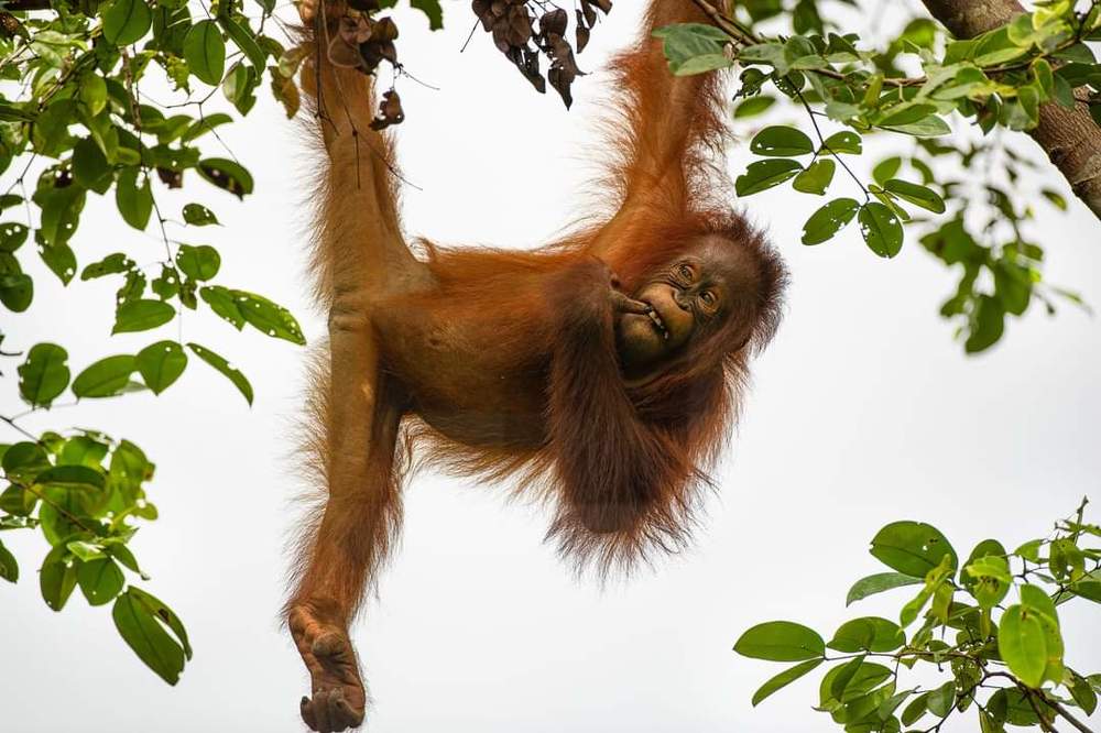 Borneos little wonders