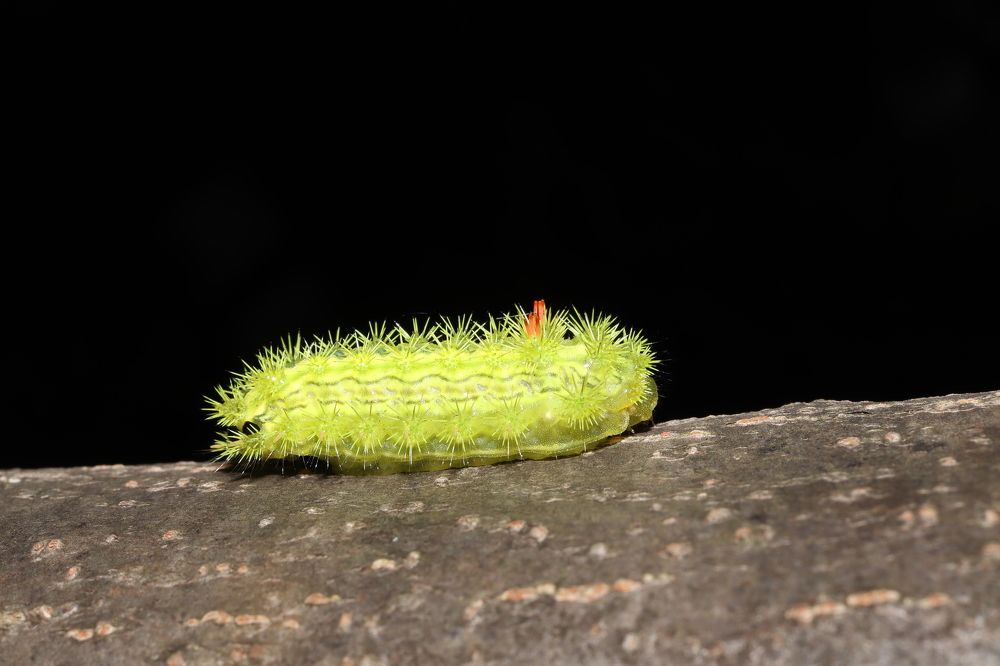 Photograph by Se Lena