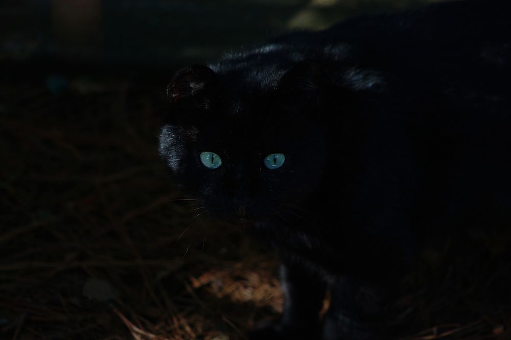 Фотография автора Jeff Cooley