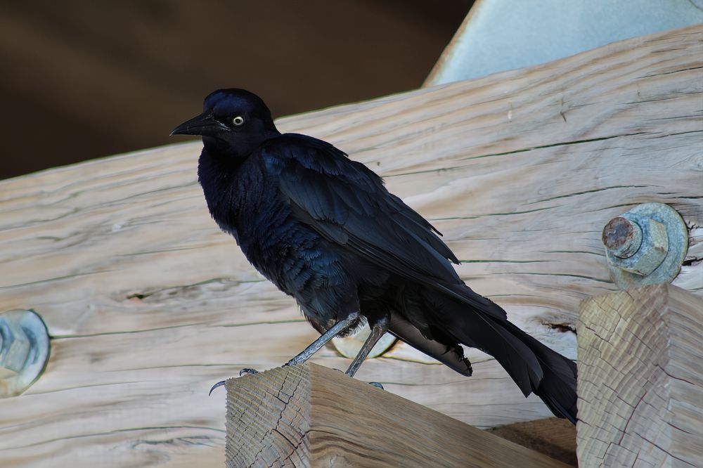 Boat Tailed Grackle