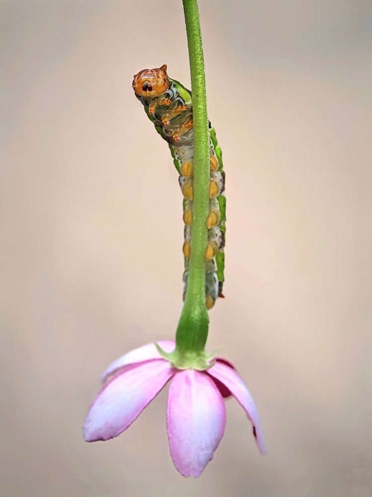 Photograph by Ramprasad Das