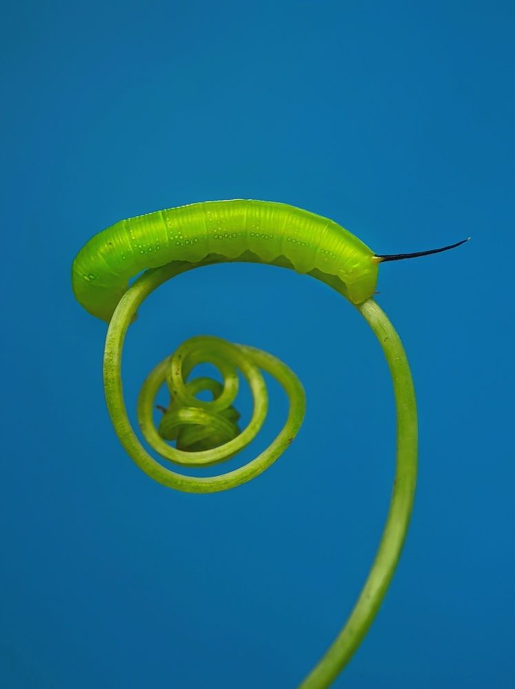 Photograph by Ramprasad Das