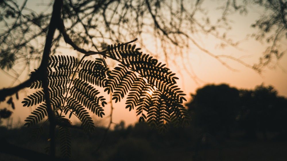 Photo #11301821