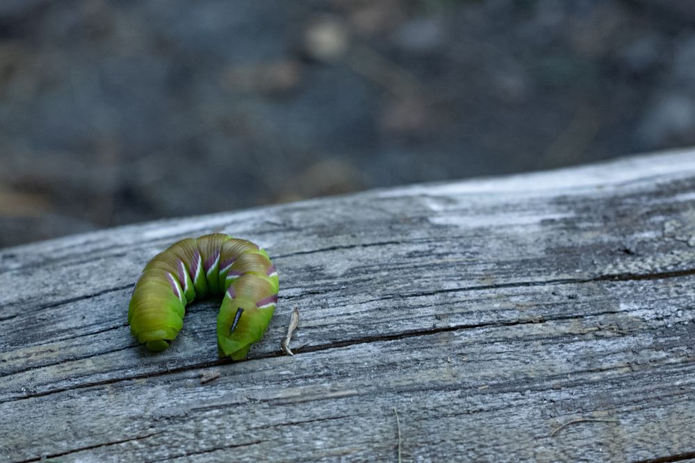 Photograph by Екатерина Осколкова