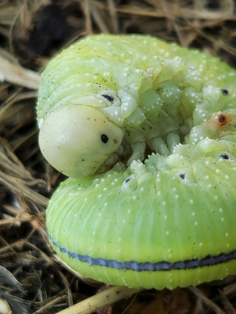 Фотография автора Ольга Быстрова