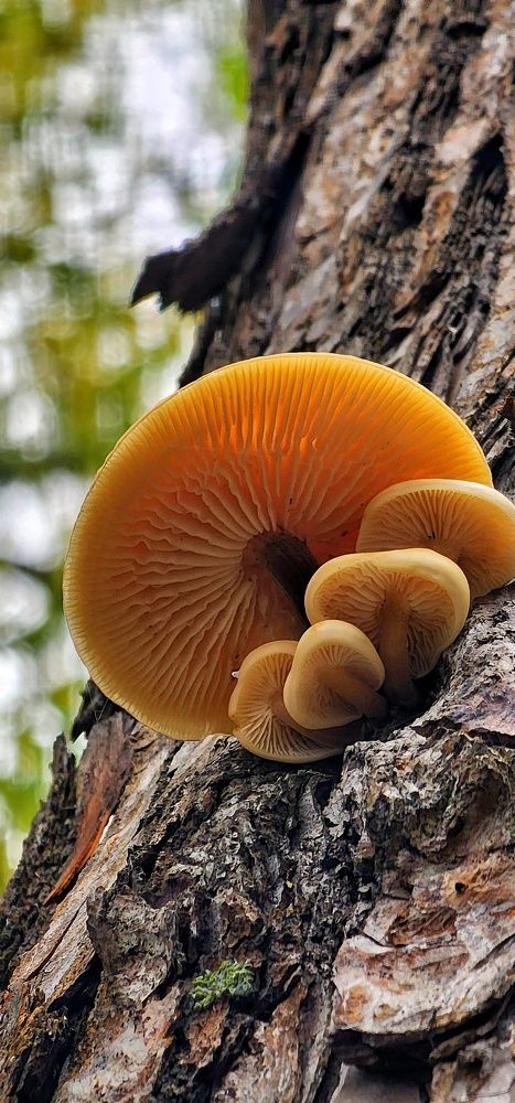 Фотография автора Игнат Иваницкий