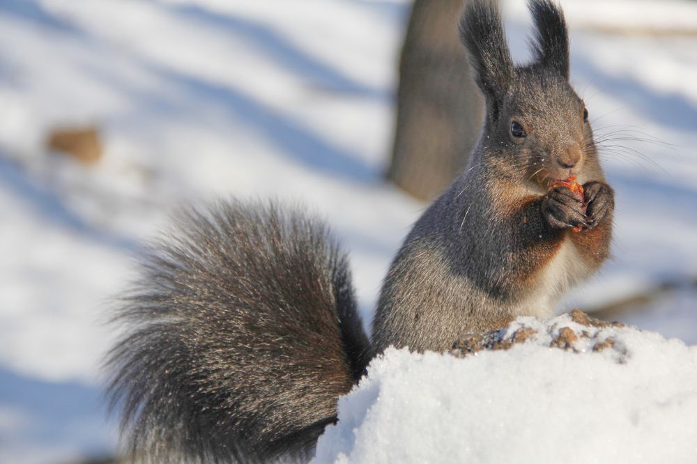 Фотография автора Наталия Мащенко