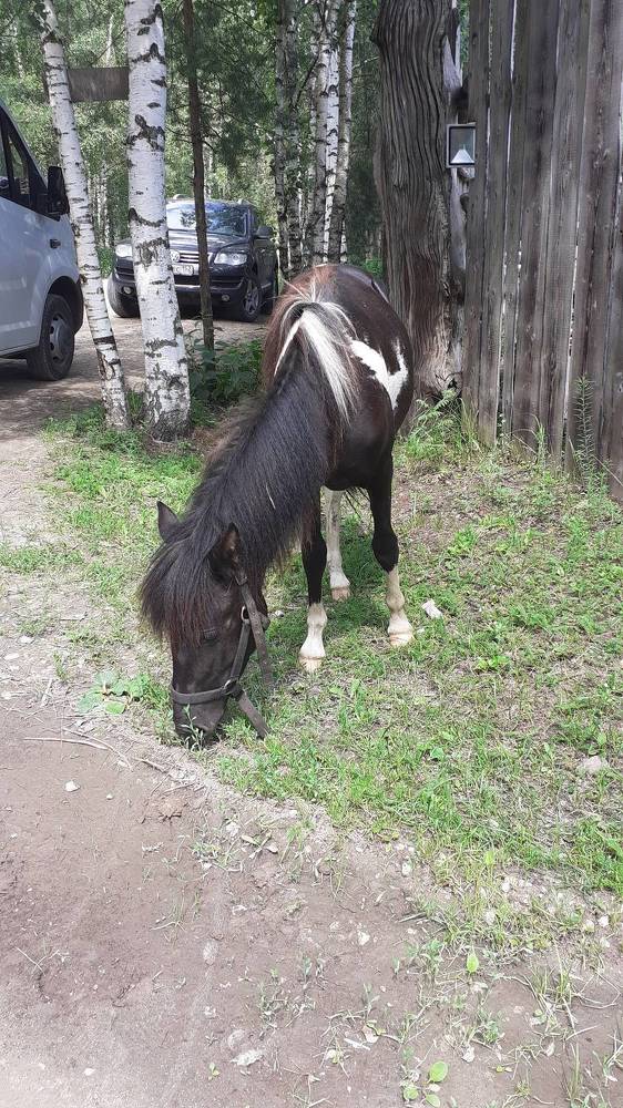 Photograph by Елена Лещева