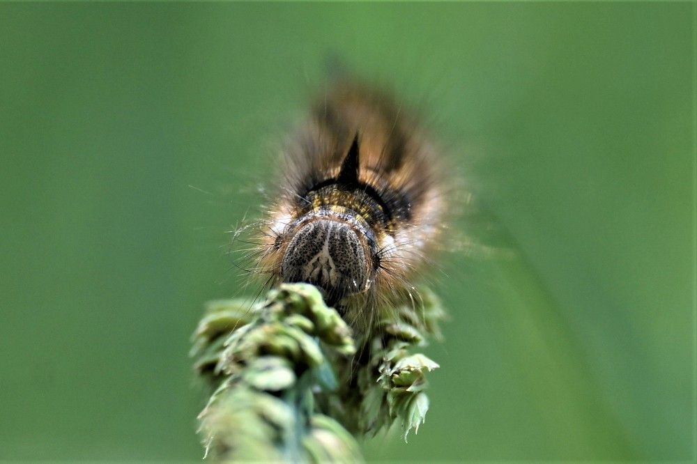 Фотография автора IRINA FILIPPOVA