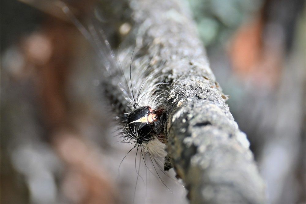 Фотография автора IRINA FILIPPOVA