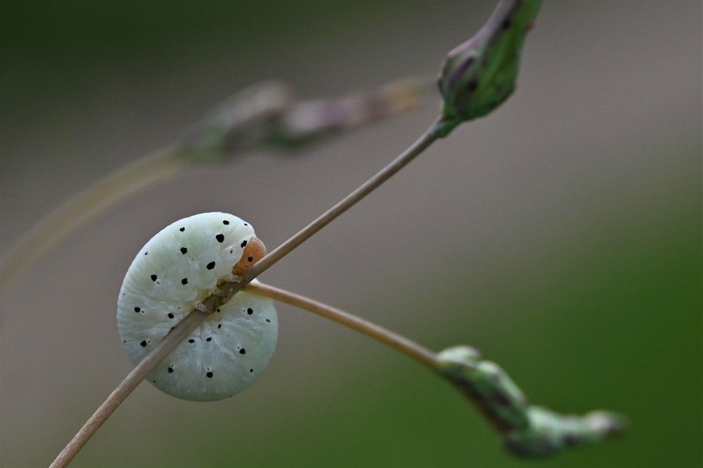 Photograph by IRINA FILIPPOVA