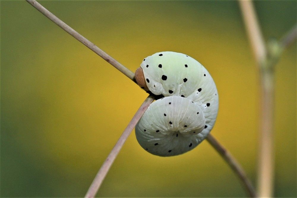 Photograph by IRINA FILIPPOVA