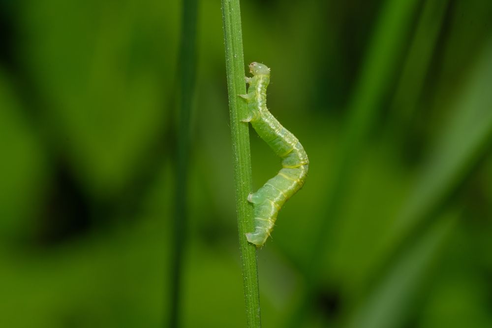 Photograph by БОРИС БЕЛКАНИЯ