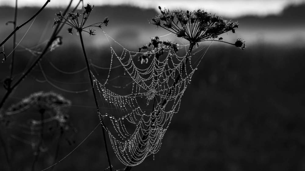 утренняя роса