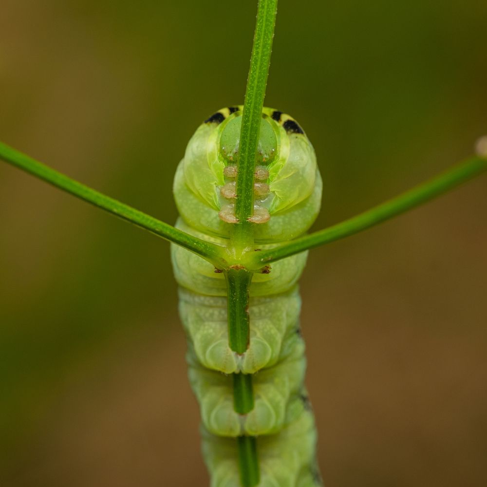 Photograph by БОРИС БЕЛКАНИЯ