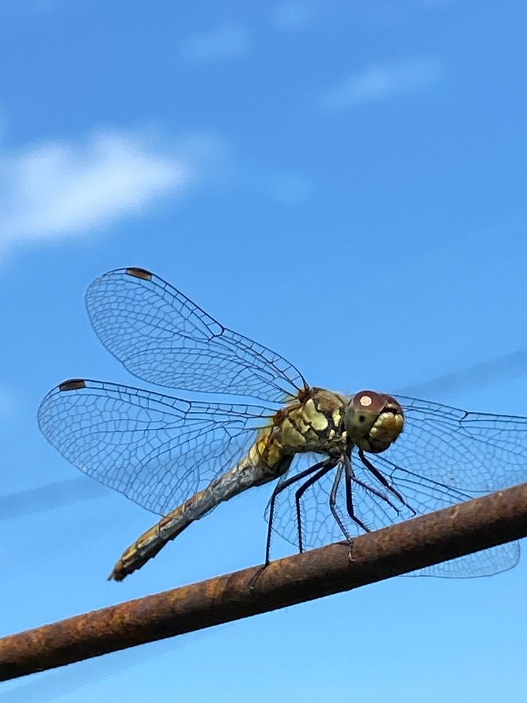Фотография автора Meline Mikoyan