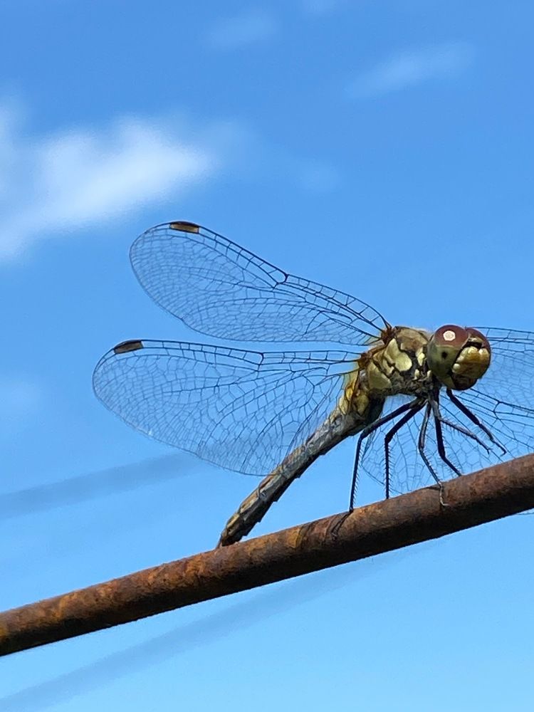 Фотография автора Meline Mikoyan