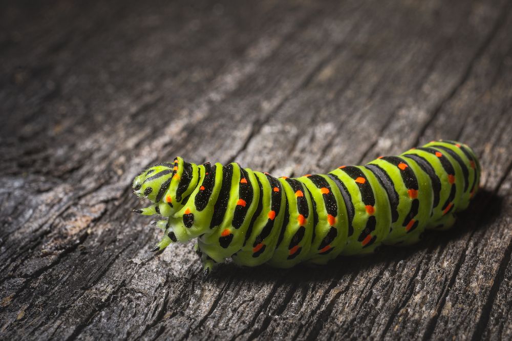 Photograph by Victor Stepanov