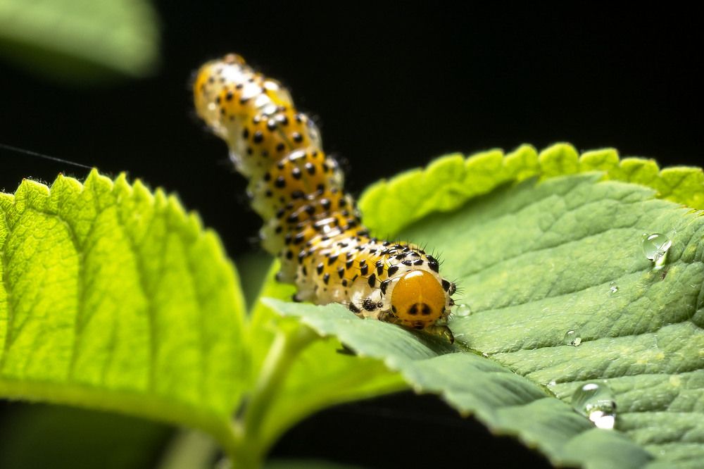 Photograph by Victor Stepanov