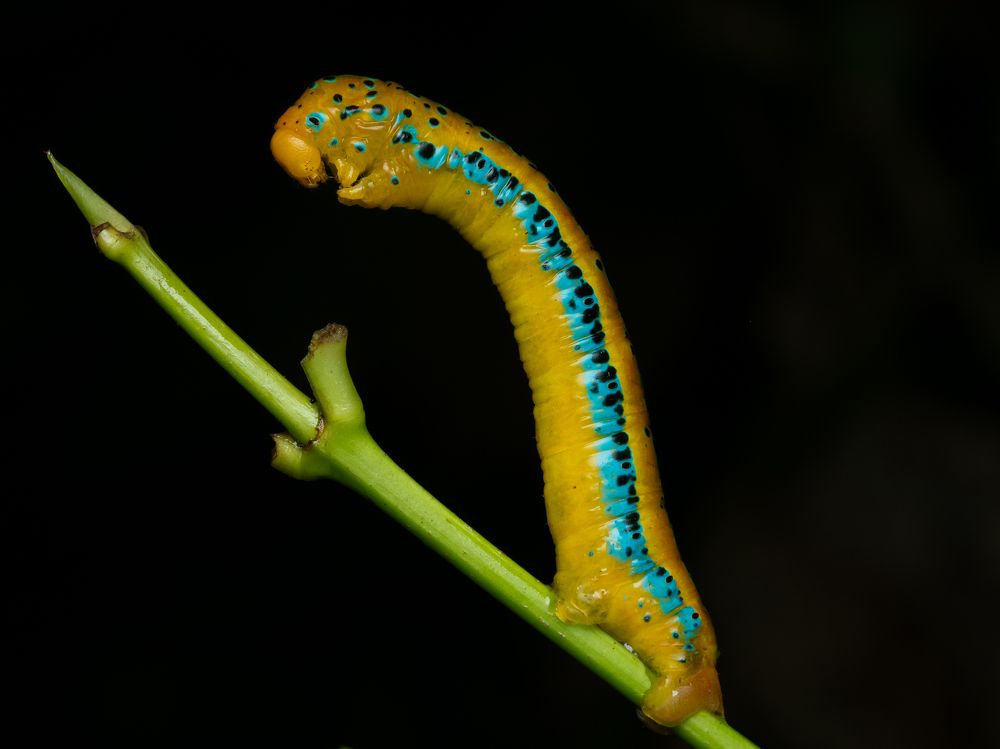 Photograph by Kiran LM