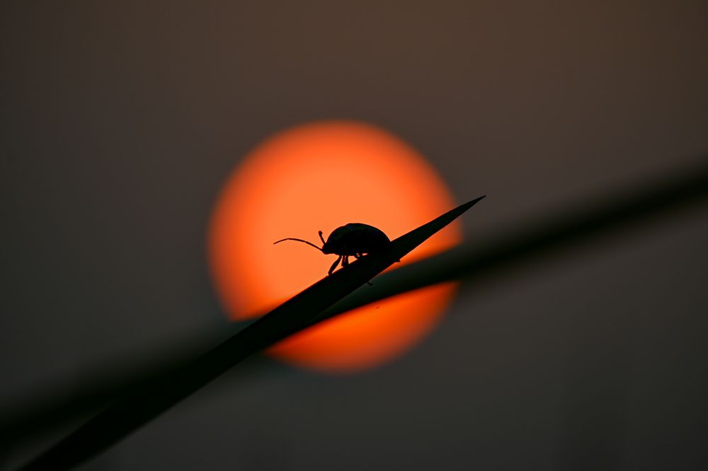 Photograph by shahil shaik