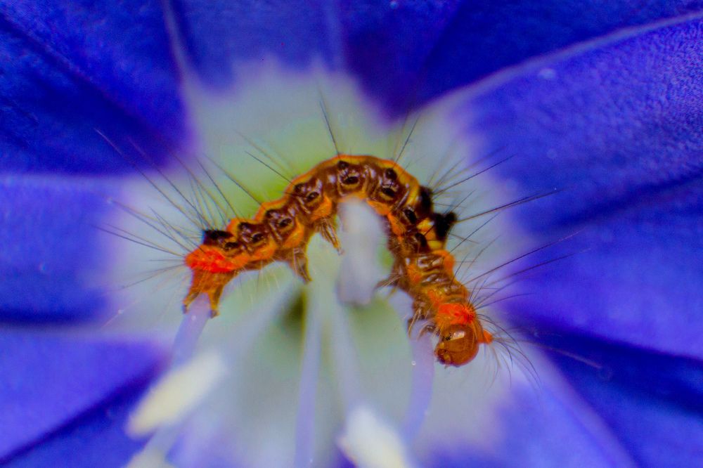 Photograph by Dewindu H. Fernando