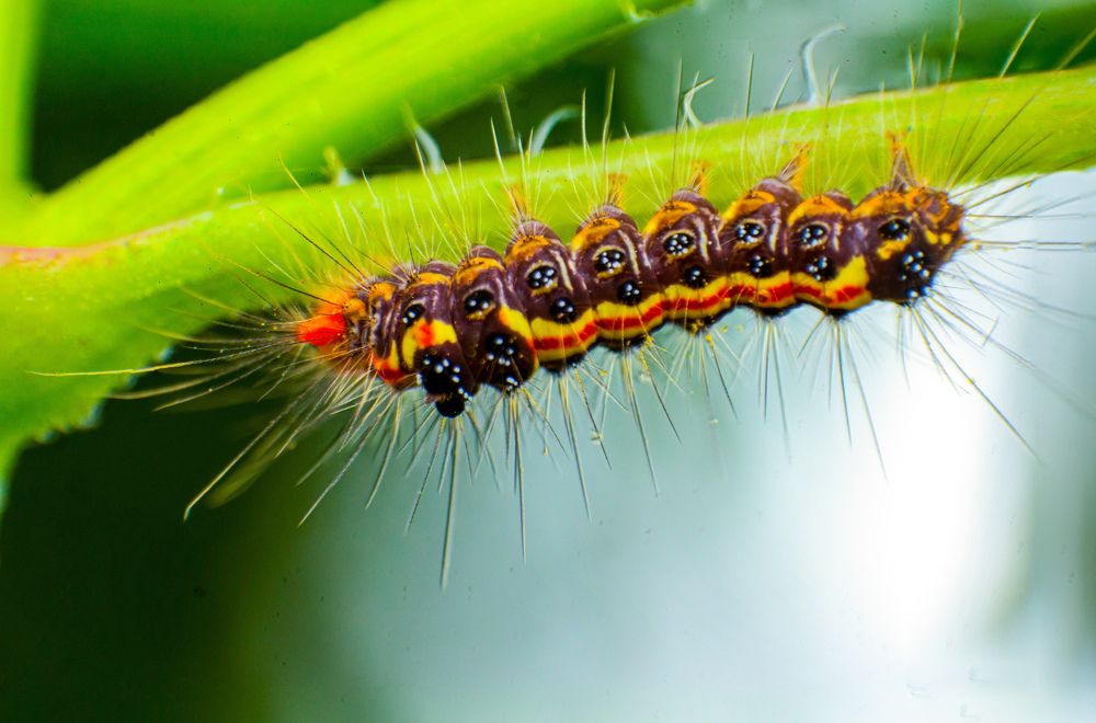 Photograph by Dewindu H. Fernando