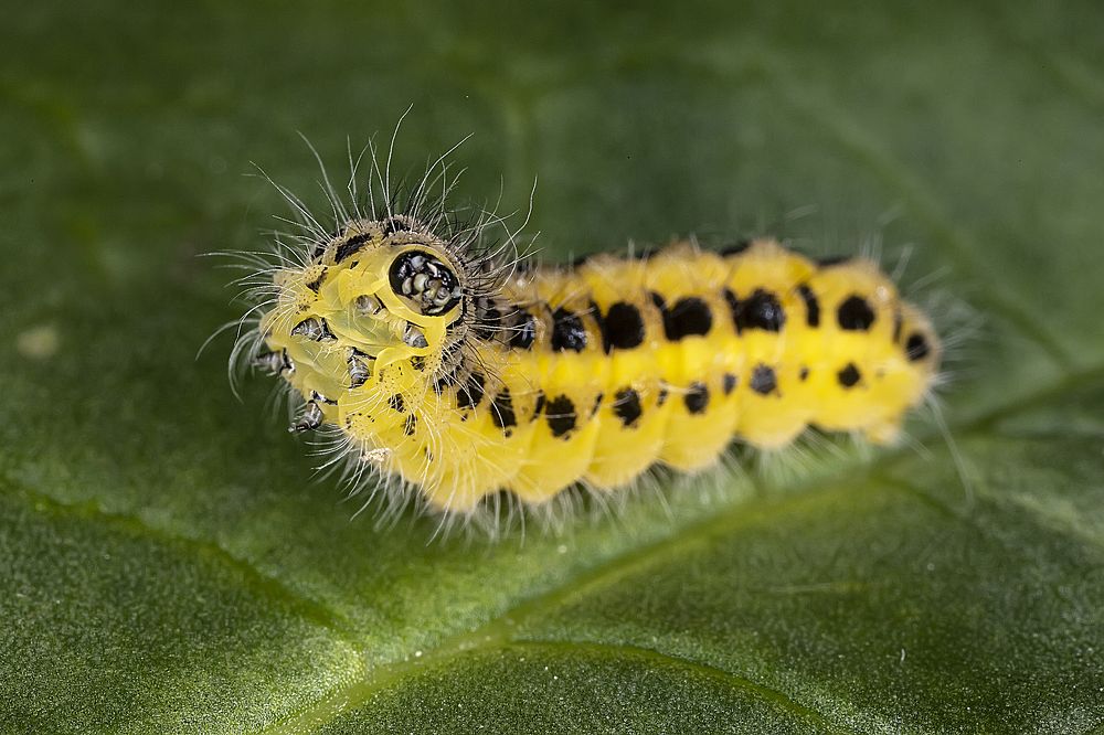 Гусеница защищается