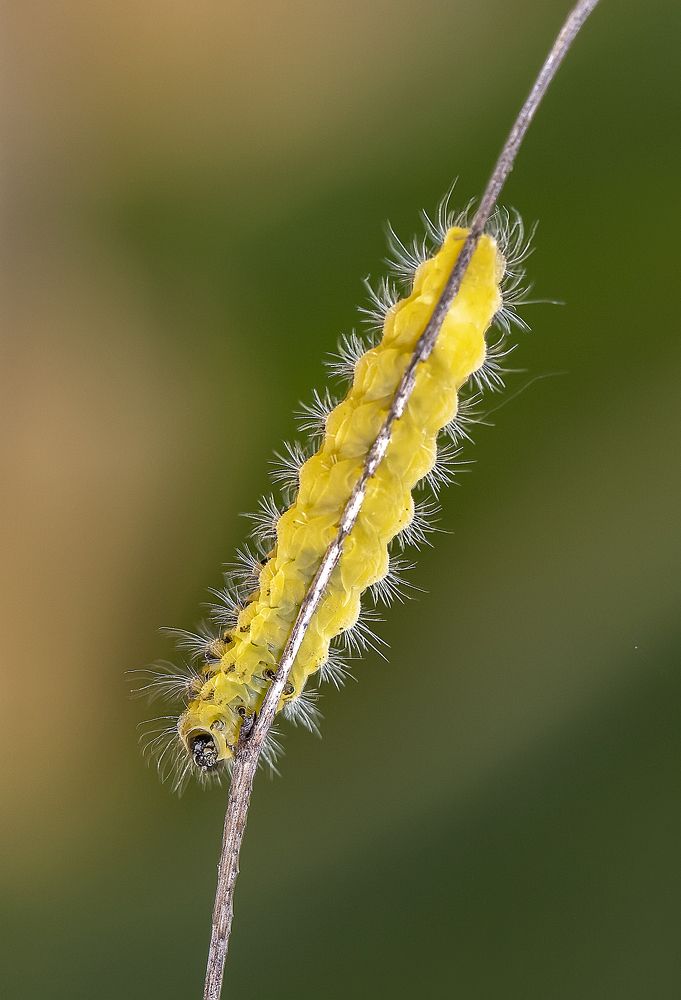 На тонкой веточке