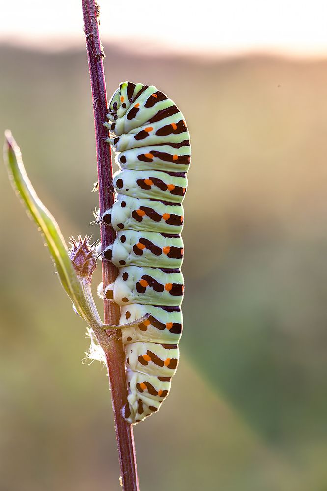 Гусеница махаона
