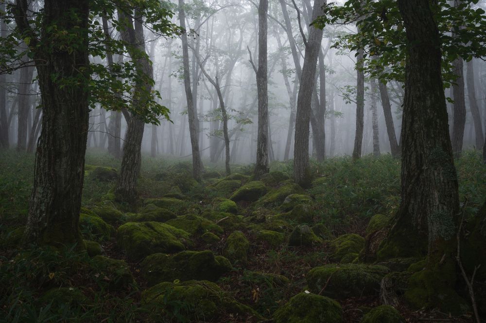 Photograph by Kaneko Atsushi