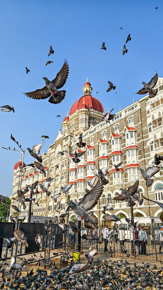 Birdy Morning At Gateway Of India