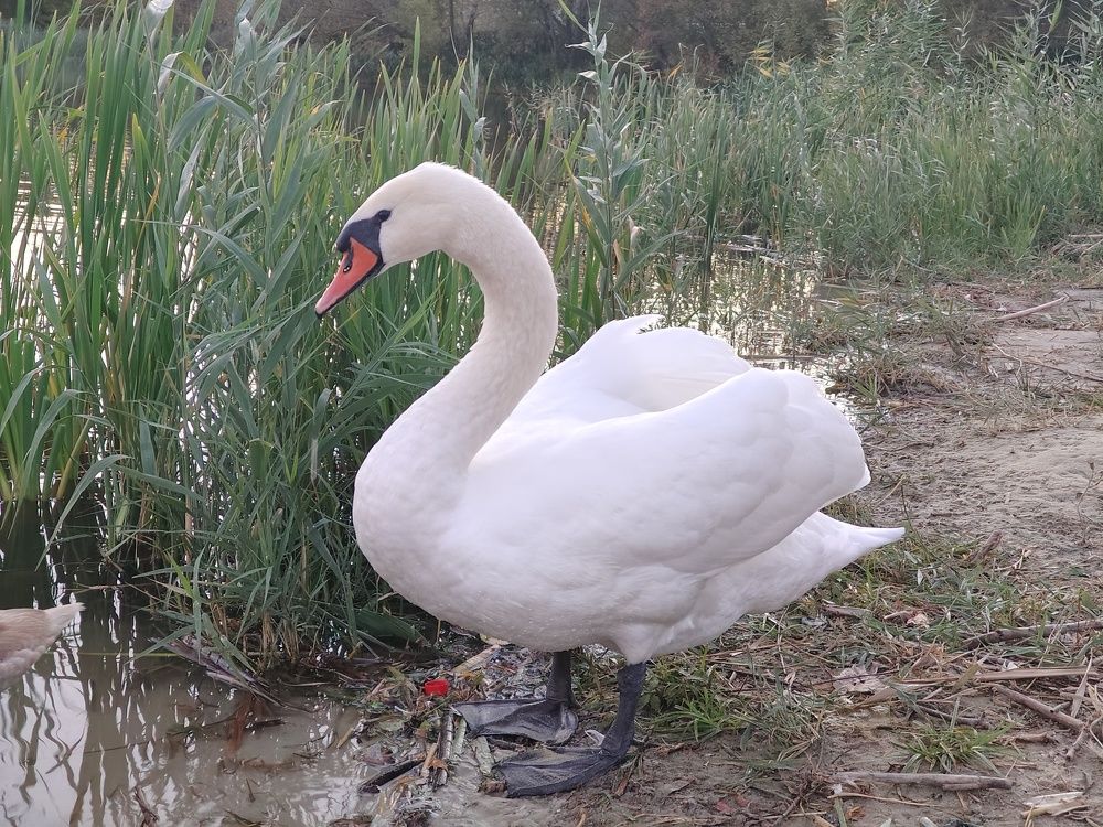 Photo #11302961