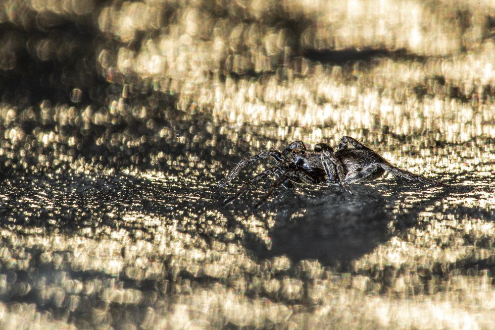 Photograph by Tibor Jakab