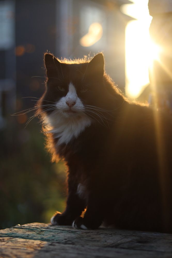 Фотография автора Роман Савин