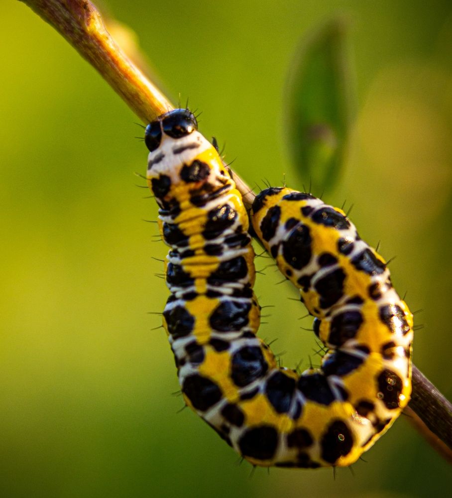 Photograph by Анна Осинцева