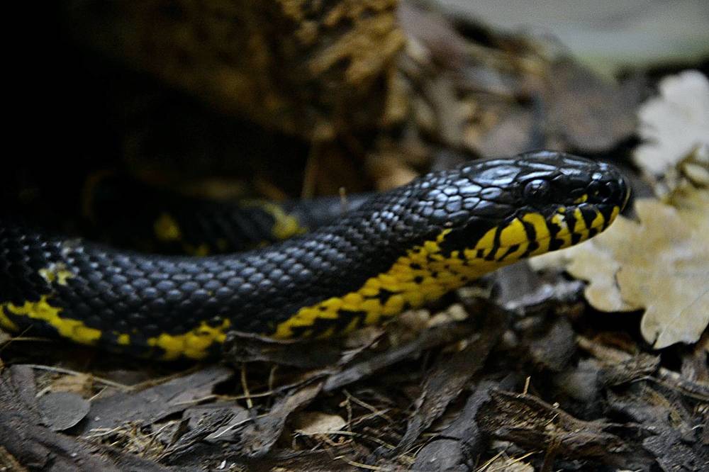 Фотография автора Анатолий Борисенко