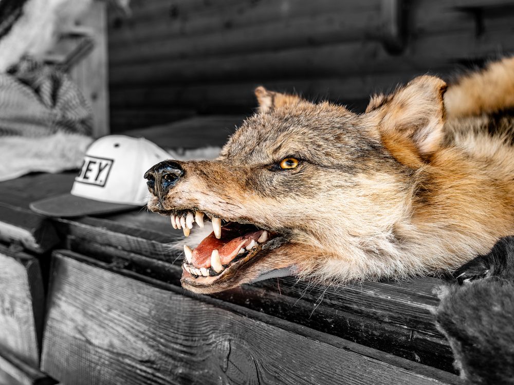 Photograph by Руслан Ибрагимов