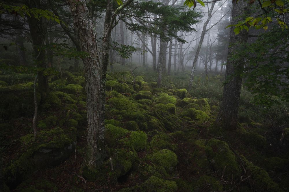 Photograph by Kaneko Atsushi