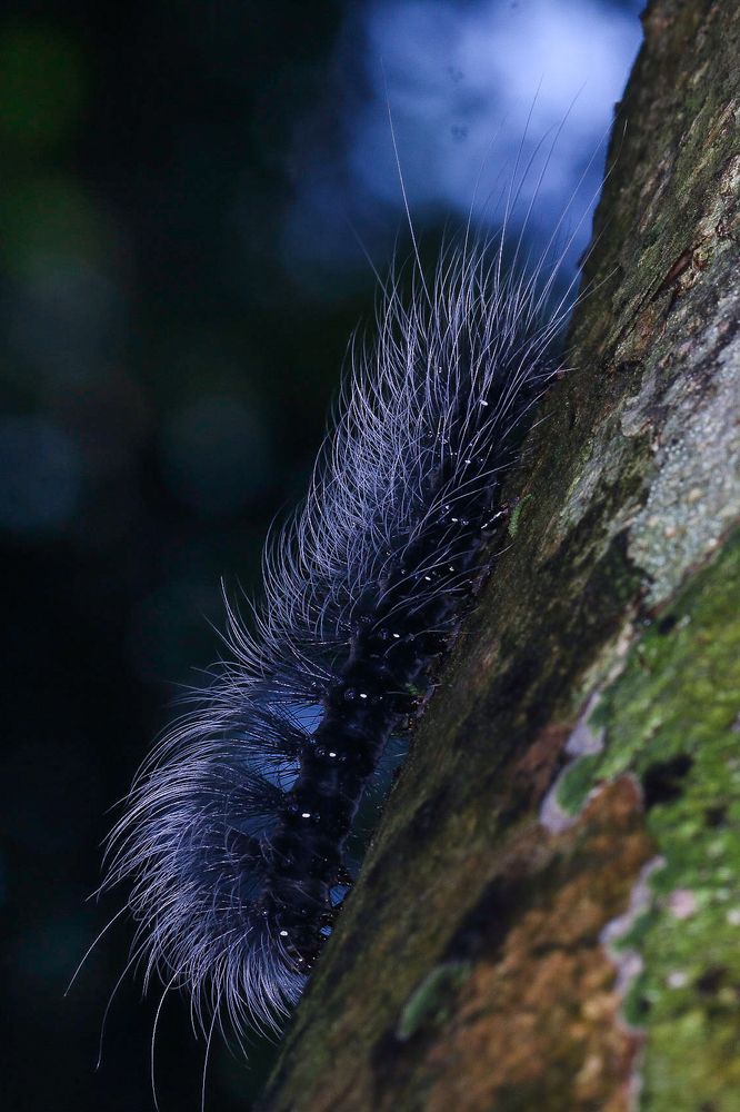 Photograph by Suresh S S