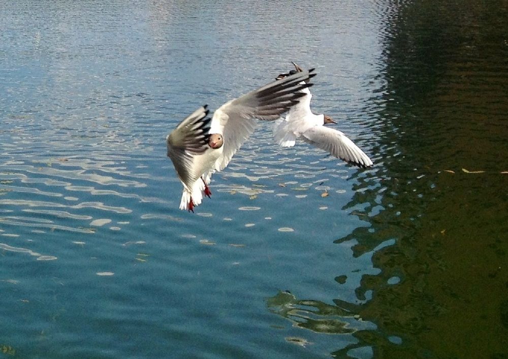 Петербургские