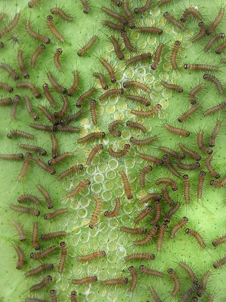 Photograph by Sampad das